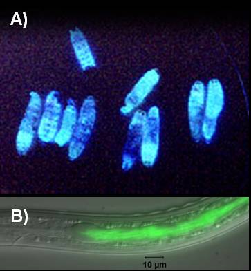 These are examples of the glowing bacteria in waxworms (A), and how the bacteria glows in the guts of the nematode (B).  (Image courtesy Todd Ciche,Department of Microbiology and Molecular Genetics, Michigan State University, East Lansing, MI 48824 USA)