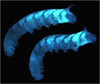 This is the nematode with the glowing bacteria inside