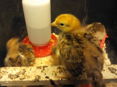 This is Petey, who is by far, my favorite chick! This chick jumps into my hands and cuddles