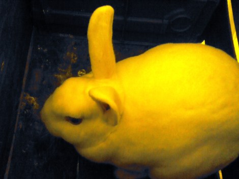 This is the 7.25 pound rabbit that will be killed after the 5.4 lb rabbit