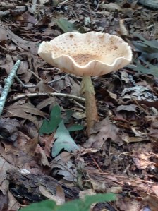 This is a birdbath fungus