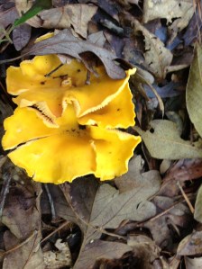 Fungi arranged into a floral pattern.