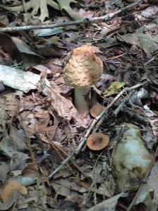 A Newly emerged mushroom