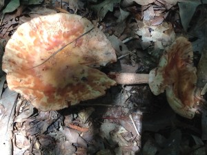 Beautiful red and white striped mushrooms 