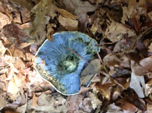 that has BLUE gills underneath.