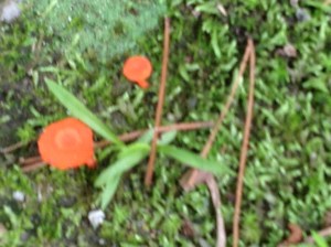 Neon orange mushrooms 