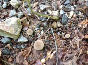 Puffball shaped mushrooms that are textured like old mans hair.