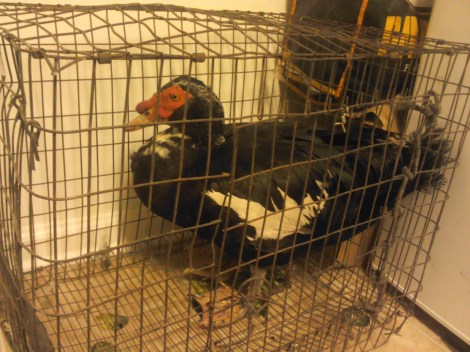 This is the drake that I got for $9.50 at the auction