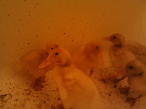 These are the Pekins I bought