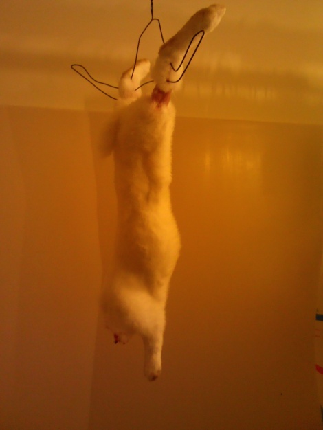 This is the decapitated rabbit hanging from my tub.