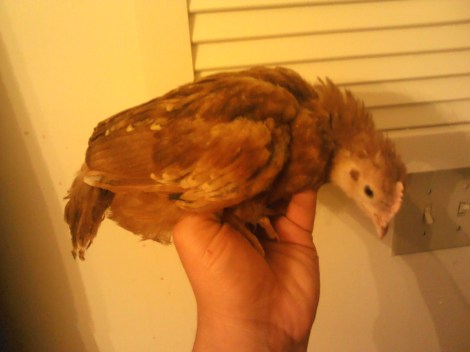 These are my babies, all feathered out and ready to move outside 