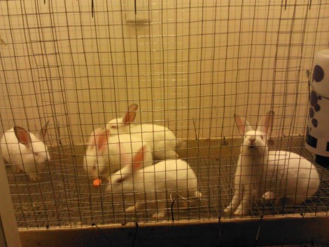These are the five new bunnies in the hutch I built for them.