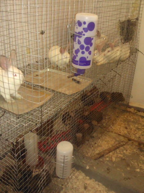 These are the new digs for the chickens and the rabbits!