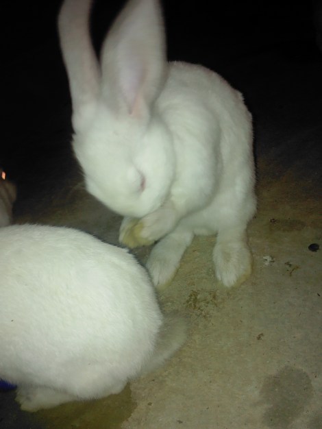 These are the rapidly growing rabbits, cleaning his own face and ears.