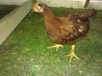 Confused chicken? Maybe just a little.