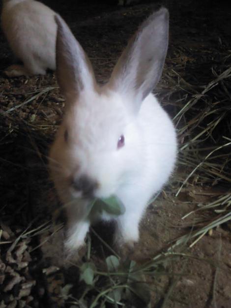 Cutie Pie eating the clover right from my hand.
