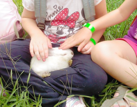One of the 7 week old Californian Rabbits