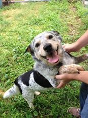 Banjo! New Australian Cattle Dog Addition