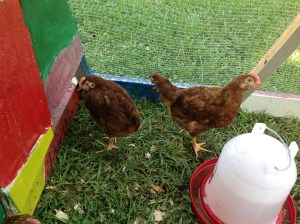 Happy and growing chickens!