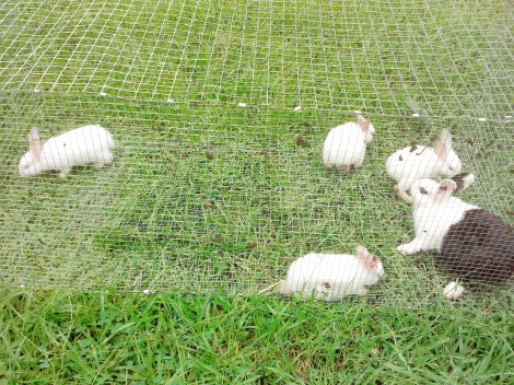 Californians on Pasture