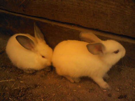 These are my baby Calis! I love them soo much!