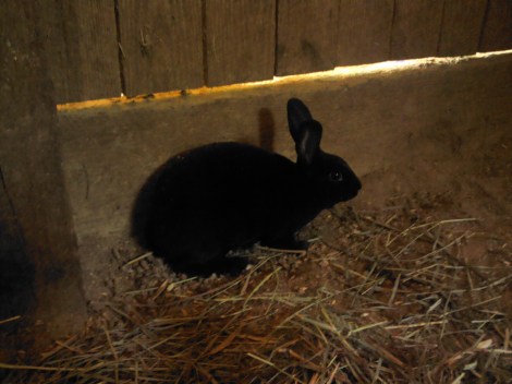 Black New Zealands don't make for lovely beauty shots