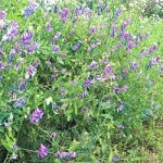 Hairy Vetch Legume