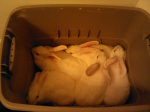 This is my bucket O bunnies