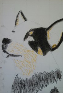 Orange markings were added around the ears, muzzle, and mask. 