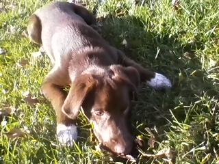 This is one of the first pictures that I ever took of Clark. I had already had him about a month.