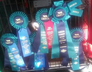 Three first place finishes, one second, and one fourth place finish. All accompanied by the title that lets us compete with the big dogs in Masters! Such a good dog!