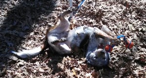 Yep, look at me! I am such a neglected crazy dog. So much so that I have to play with the ball myself!