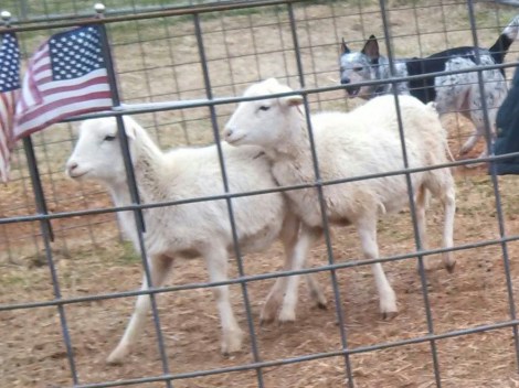 Yea, my name is Banjo, and I ROCK!