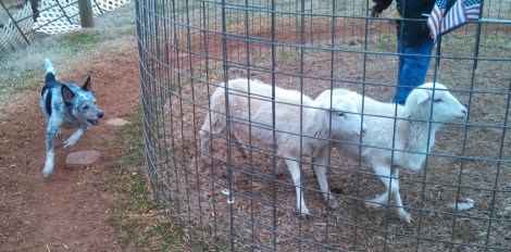 I can get around these sheep and make them change directions! I swear!