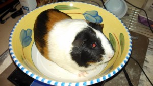 This is Butters, a 1.88 lb female guinea pig. 