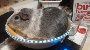 My current breeding male, 2.44 lbs of spunk.