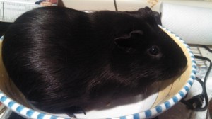 Soft, smooth, and gorgeous, he weighs in at 2.48 lbs. 