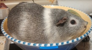 This is the 1.78 lb female I got from Craigslist