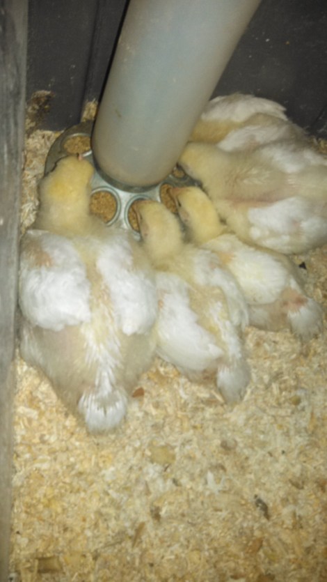 These meat chickens are growing REALLY FAST!