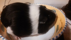 This is the 2.29 lb guinea pig called Ethel. 