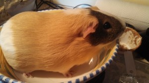 This is Caramel, a 1 year old 2.28 lb girl.