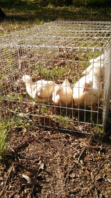 Meat birds are fully fledged out. so they get to spend their days free ranging. 