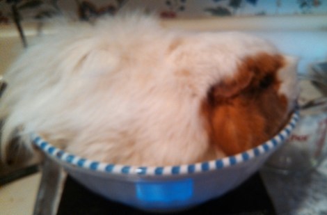 This is Egg, a 2.7 lb addition from Craigslist.