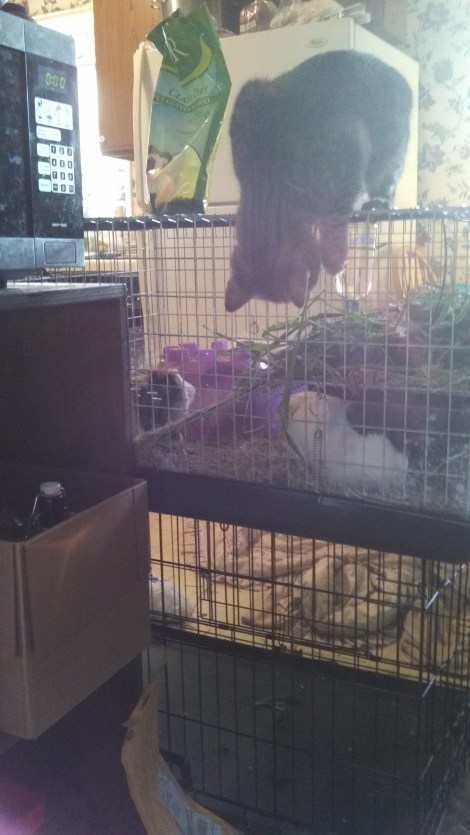 I want fresh greens, I want fresh greens, must get them away from Guinea Pigs