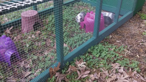 This is a shot of the Guinea Pigs in their new run.