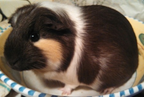 This is Cassius (Cass), my new 1.68 lb girl.