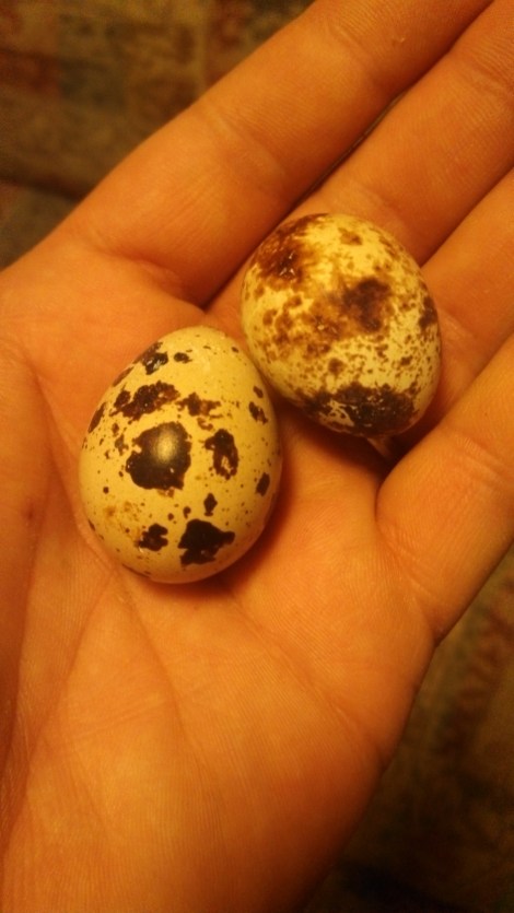 TWO QUAIL EGGS!
