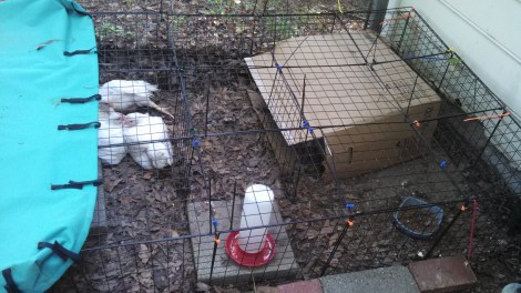 Re-purposed C&C cage that is now used to house meat chickens in the back yard.  