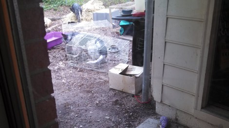 And I got stuck in a cage trying to find food...