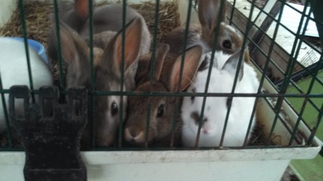 Aren't they ever so cute and fluffy?